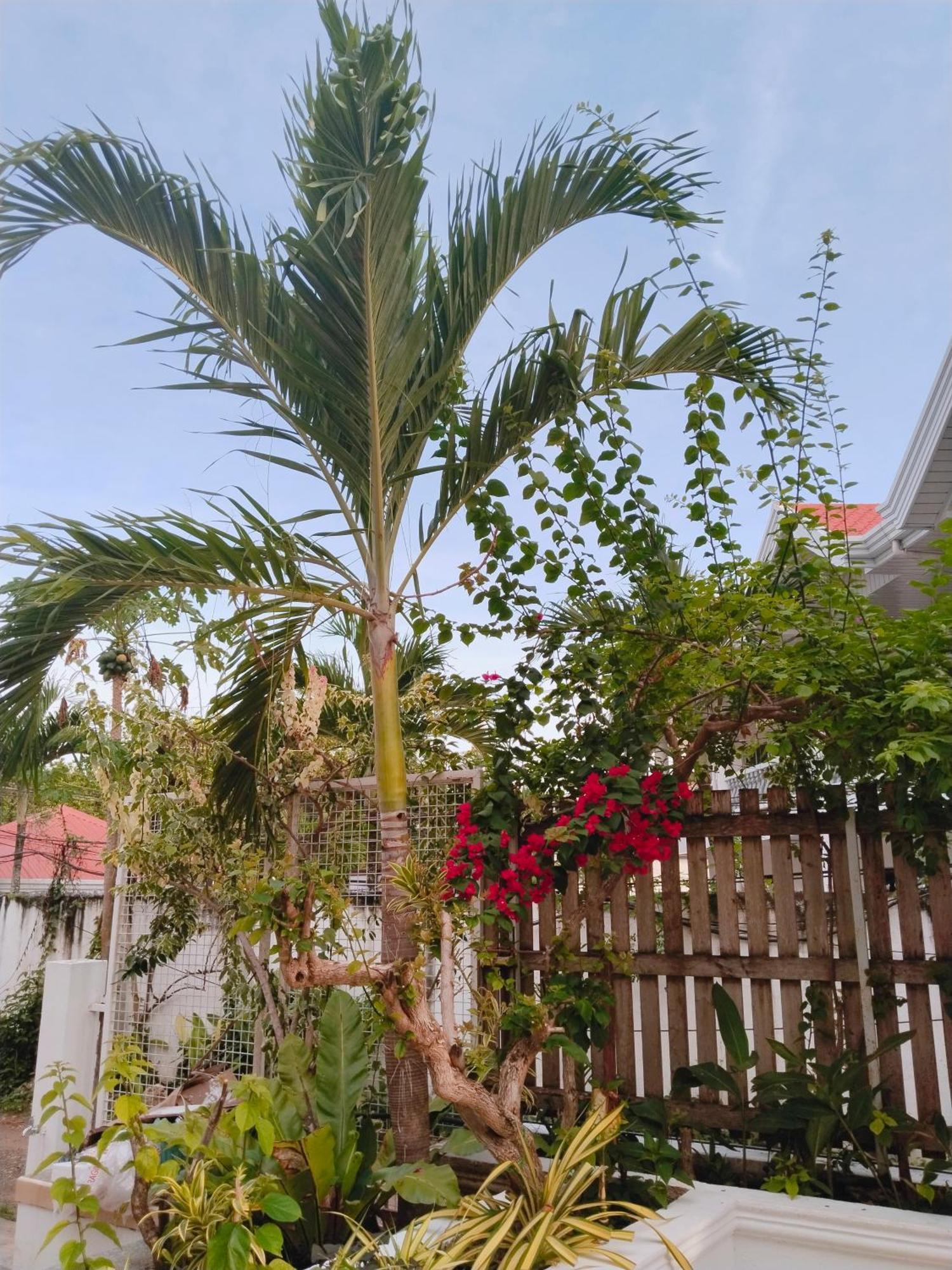 Alona Garden Suites Panglao Eksteriør bilde